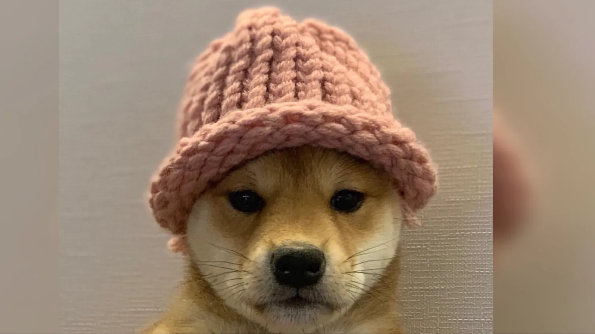 Notre avis sur Dogwifhat (WIF)